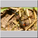 Priocnemis sp - Wegwespe 12d 8mm zwei Weibchen streiten um die Wolfsspinne - Trochosa sp.jpg